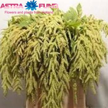 Amaranthus overig groen fotografie