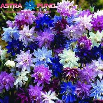 Aquilegia gemengd in bos photo