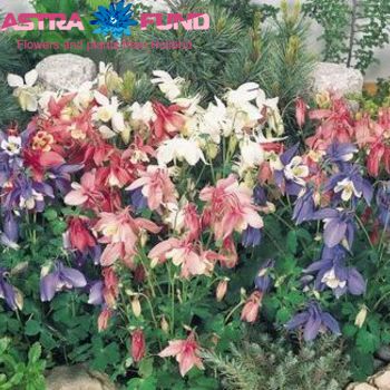 Aquilegia overig photo