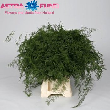 Asparagus setaceus kort getopt photo