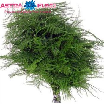 Asparagus setaceus lang getopt photo