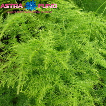 Asparagus setaceus middel getopt photo