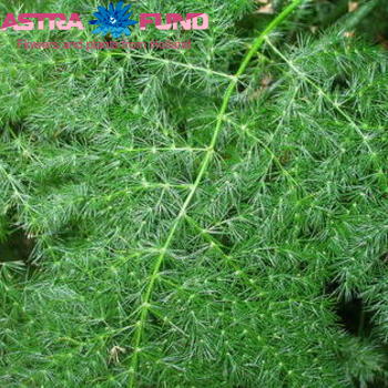 Asparagus setaceus overig photo