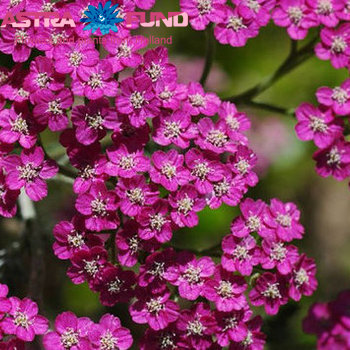 Achillea millefolium Cherry Queen photo