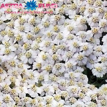 Achillea millefolium 'Marieke' foto