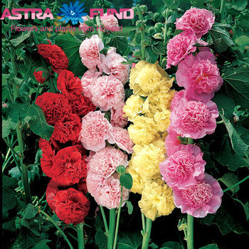 Alcea rosea overig roze photo