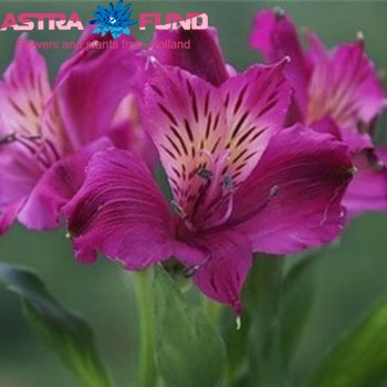 Alstroemeria Dordogne fotografie