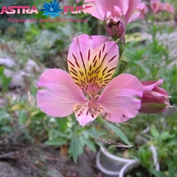 Alstroemeria Dreamland fotografie