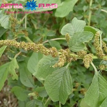 Amaranthus overig groen hang fotografie