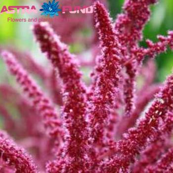 Amaranthus overig rood hang φωτογραφία
