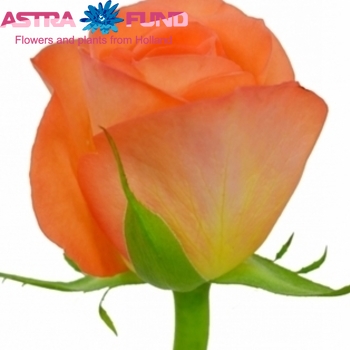 Rosa grootbloemig Tropical Amazone (buiten) fotografie