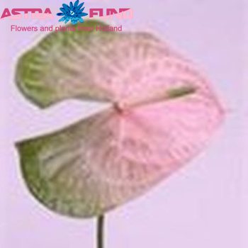 Anthurium Andreanum Grp 'Gabri?lla' Foto