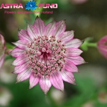 Astrantia major overig photo