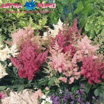 Astilbe overig fotografie