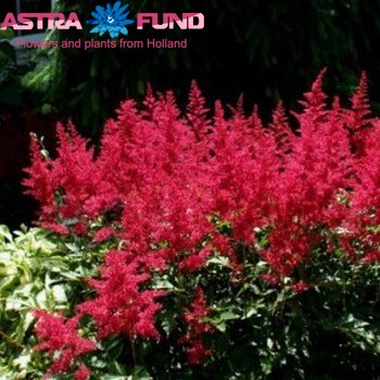 Astilbe overig rood fotografie