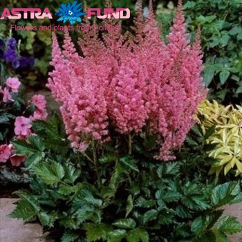 Astilbe overig roze fotografie