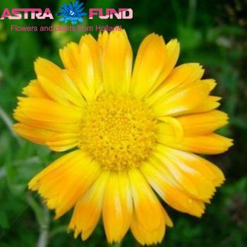 Calendula overig geel photo