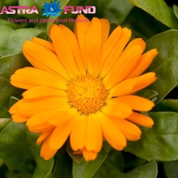 Calendula overig oranje photo