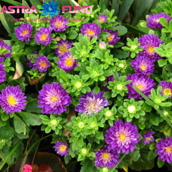 Callistephus chinensis overig foto