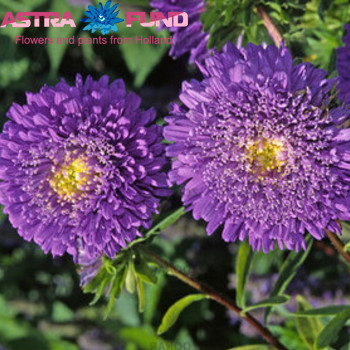 Callistephus chinensis overig blauw foto