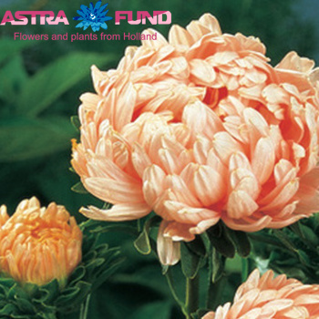 Callistephus chinensis overig oranje foto