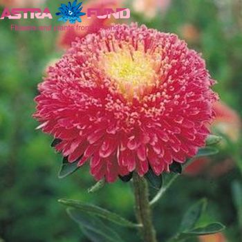 Callistephus chinensis overig rood foto