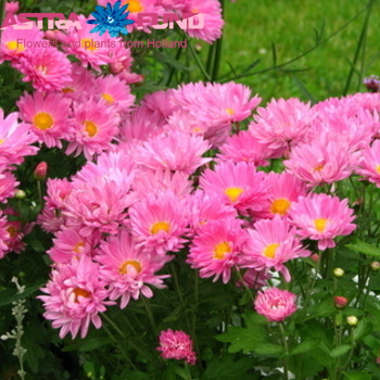 Callistephus chinensis overig roze foto