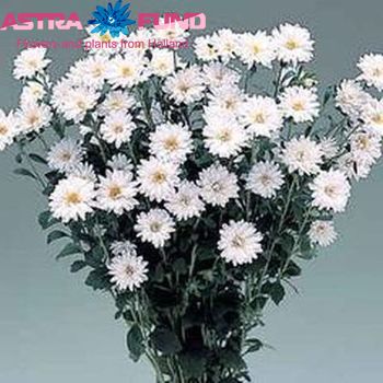 Callistephus chinensis overig wit photo