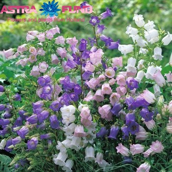 Campanula medium gemengd fotografie