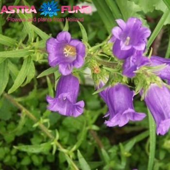 Campanula medium overig fotografie