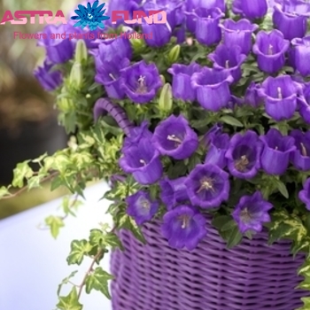 Campanula overig fotografie