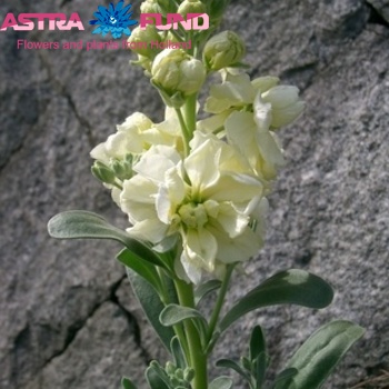 Matthiola incana overig cr?me foto