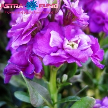 Matthiola incana overig paars fotografija