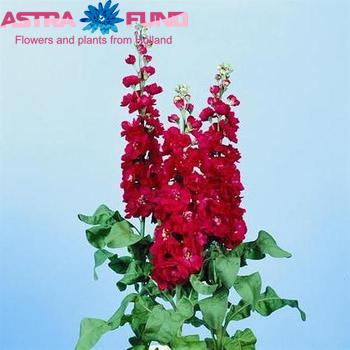 Matthiola incana overig rood fotografija