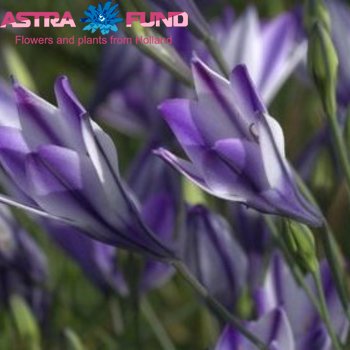 Triteleia overig photo