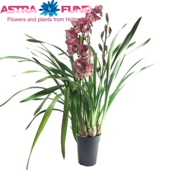 Cymbidium grootbloemig per tak overig rood photo