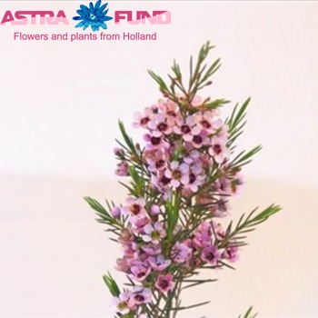 Chamelaucium kleurbehandeld 19% фото