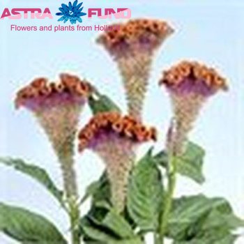 Celosia argentea (Cristata Grp) Act gemengd in bos photo