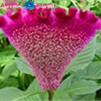 Celosia argentea (Cristata Grp) Captain Combi Gemengd Boeket photo
