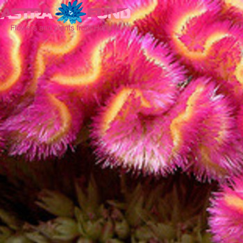 Celosia argentea (Cristata Grp) Turbo gemengd in bos zdjęcie