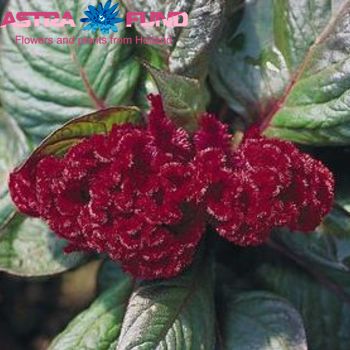 Celosia Plumosa Grp overig rood zdjęcie