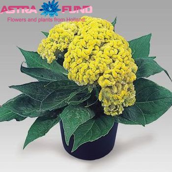 Celosia Plumosa Grp overig geel foto