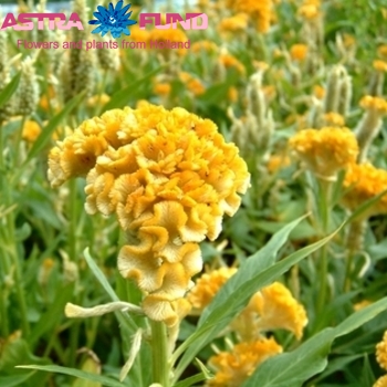 Celosia Plumosa Grp overig foto
