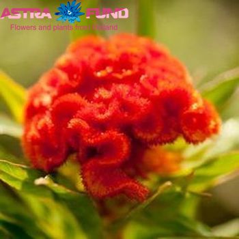 Celosia Cristata Grp overig foto