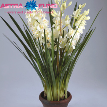 Cymbidium mini per tak overig wit foto