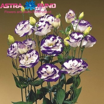 Eustoma russellianum enkelbloemig overig blauw foto