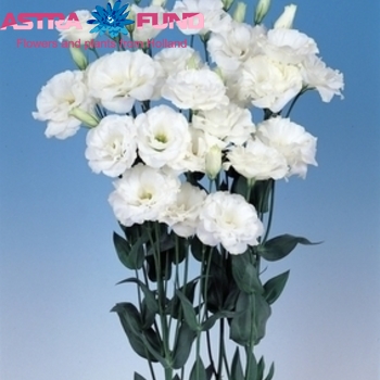 Eustoma russellianum enkelbloemig overig wit foto
