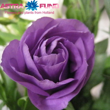 Eustoma russellianum gevuldbloemig overig blauw foto