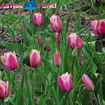 Tulipa Enkele Vroege Grp enkel 'Santa Barbara' fotografie