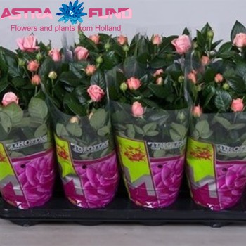 Rosa Golden Climber fotografie
